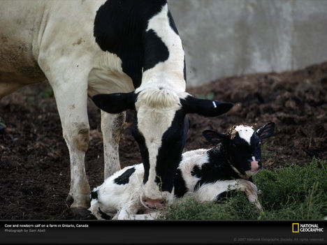 Newborn Calf, Ontario, Canada, 1977