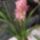 Orchideaim-001_620576_55708_t