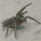 240px-Atrax_robustusSydney tölcsérhálós pók