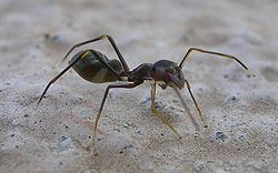 250px-Ant_Mimic_Spider hangyautánzó pók