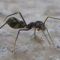 250px-Ant_Mimic_Spider hangyautánzó pók