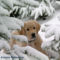 dog_wallpaper-1