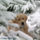 Dog_wallpaper1_631218_64398_t