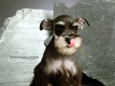 Miniature-Schnauzer-puppy-photo-83423_wallcoo_com
