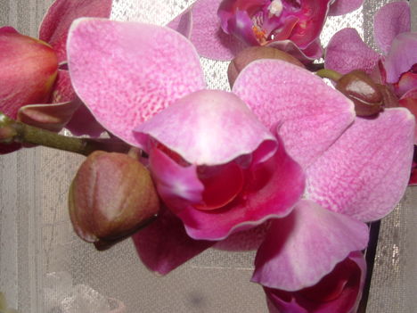 orchideák 096
