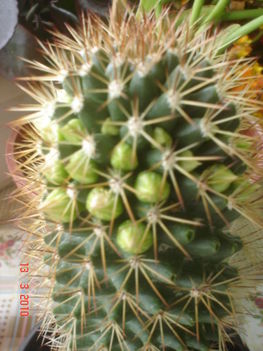 fehérvirágú Echinofossulocactus