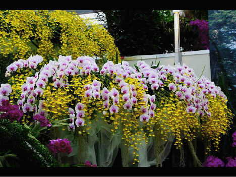 gview.png 3 sárga Orchideák