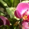 lepke orchidea 2