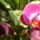 Lepke_orchidea_2_632142_20501_t