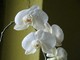 lepke orhidea2