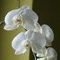 lepke orhidea2