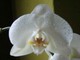 lepke orhidea3