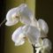 lepke orhidea