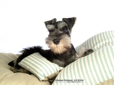 Miniature-Schnauzer-puppy-photo-83466_wallcoo