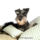 Miniatureschnauzerpuppyphoto83466_wallcoo_632769_15191_t