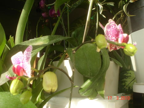 olepke orchidea másodvirágzása 1