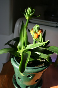 ORNITHOGALUM DUBIUM 1