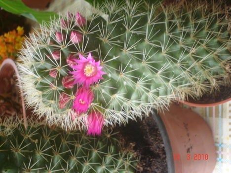 virágzó kaktusz...