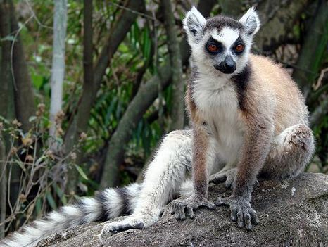 kepek_lemur-katta4_1268134125