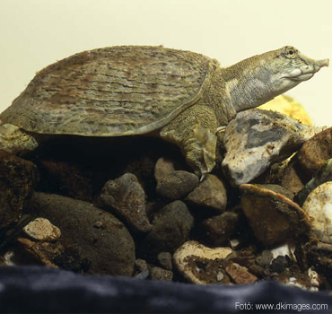 kinai lágyhéjú ormányos teknős