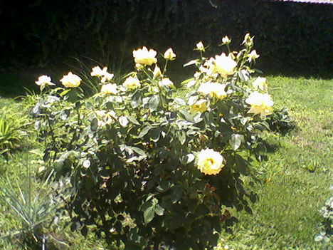 Sárga rózsánk