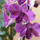 Dendrobium_orchidea-002_634473_52255_t