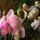 Lepke_orchidea_1-002_634472_41343_t