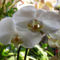 Lepke Orchidea 3