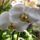 Lepke_orchidea_3-001_634474_61059_t