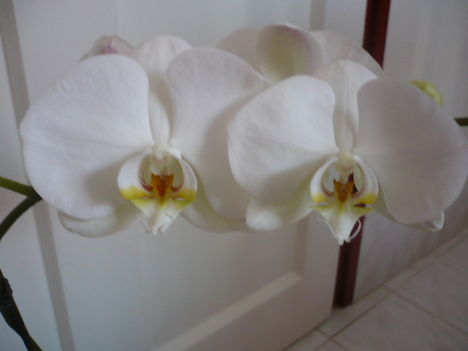 Orchidea virága közelről