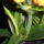 Mar_hozza_a_harmadik_szarat_2_636390_68244_t