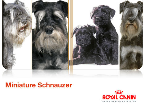 Mini Schnauzer (Royal Canin háttérkép)