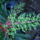 Sa401448_636690_35604_t