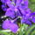 Sa401458_636697_89138_t