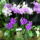 Sa401519_636795_62154_t