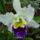 Sa401529_636798_32804_t