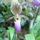 Sa401553_636800_19087_t