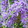 Sa401572_636807_69305_t