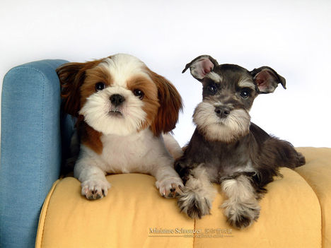 Miniature-Schnauzer-puppy-photo-83443_wallcoo