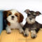 Miniature-Schnauzer-puppy-photo-83443_wallcoo