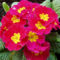 bordó primula 