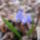 Kék csillagvirág a Sokorón 2
