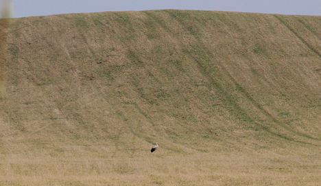 az első gólya Pannonhalmán a Cipó-dombon1