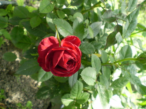 Rózsáim 1