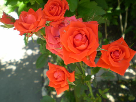 Rózsáim 4