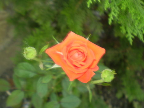 Rózsáim 6