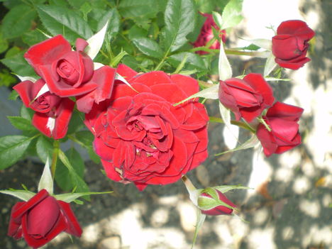 Rózsáim 9