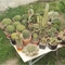 Kaktusz gyűjtemény (Honner Péter)