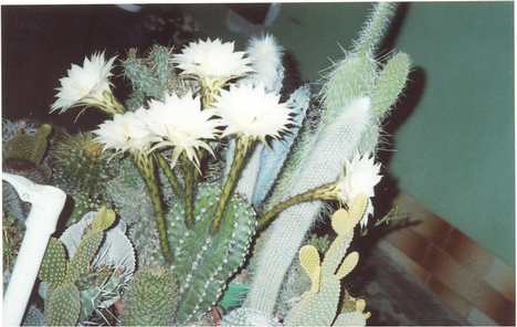 Virágzó kaktusz (Honner Péter)