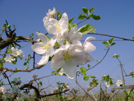 almafa virág